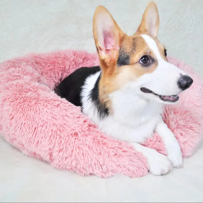 Pet Calming Bed Success